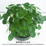 金钱草 盆栽 铜钱草水培水养植物金钱草室内盆栽办公室土培绿植 裸根带叶50棵 含盆
