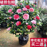 盆栽茶花苗 四季香妃茶花盆栽带花苞浓香型庭院室内好养五色赤丹树苗花卉植物 精品五色茶花 2年苗