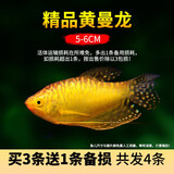 CRAZY PLANT曼龙鱼活体观赏鱼活体热带好养耐活淡水冷水招财风水水族小金鱼苗 精品黄曼龙5-6cm 3+1
