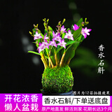 艾莹有香味的兰花苗 建兰金尊红颜 四季兰带金边室内阳台花卉盆栽绿植 【带花】香水石斛10苗苔藓球配底座