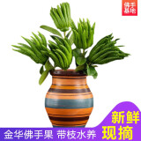 辰实【现摘带枝果】佛手柑 金华香橼果 佛手果新鲜特产佛手鲜果供佛 5枝迷你青果【特长枝约18-25cm】