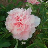 涵山菏泽观赏牡丹花苗盆栽庭院花卉洛阳牡丹树苗室内外阳台重瓣大花 10赵粉 2到3分支