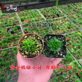 正宗日本菖蒲贵船苔黄金极姬金钱黄金极姬室内好养易活微型盆景 贵船苔小苗+黄金极姬小苗 带培育盆发货，送土送肥