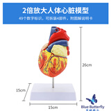 蓝蝶教学1:1自然大人体心脏解剖结构模型 B超彩超心脏超声科 可拆卸成人心脏循环系统心内科心脏血管 2倍大心脏（带49个标识）