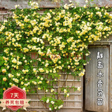 红木香爬腾花 红木香花苗庭院阳台爬藤植物盆栽 z5 黄木香小苗 15-20厘米高