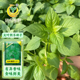 凤鸣雅世荆芥菜种籽河南大叶荆芥种子菜籽蔬菜种子荆菜大叶荆芥种子10克