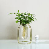 融暖轻奢餐桌花 ins北欧文竹水培植物盆栽办公室内水养绿植桌面四季n 九【小号金架】 含盆