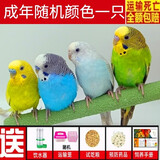 冰海精灵 成年虎皮鹦鹉活体可繁殖下蛋鸟虎皮鹦鹉活物小鸟幼鸟繁殖鸟包蛋鹦鹉鸟活体 随机颜色成年虎皮一只（公母可选）