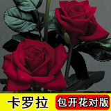 8年玫瑰老桩花苗玫瑰盆栽花卉观赏花植物阳台室内室外盆栽地栽花老桩蔷薇花多次开花 卡罗拉 【20号】5棵装 不含盆