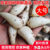 辰实 【现货】藠头新鲜 藠头现挖茭头藠头 时令蔬菜新荞头 5斤 大号（净藠头）推荐