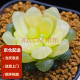 墨一玉露多肉植物带盆栽好蓝镜玉露办公室桌面盆栽植物花卉教师节礼物 琥珀玉露 带盆栽好