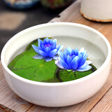 迷你小睡莲根块荷花莲藕种苗睡莲根快 盆栽中大型碗莲莲花 夏季水培植物根茎 室内盆栽水生花卉 带芽发货 蓝精灵