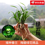 劉閣蘭花南靖金边兰花雪女夏带花苞出售建兰四季兰花苗好养花卉名品 绿云梅4苗连体