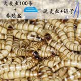 余三哥（yusange）大麦虫500g鲜活大号面包虫八哥画眉鸟食乌龟金银龙鱼活体虫子饲料 100条大麦虫+养殖盒 麦麸+镊子