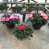 四季开花比利时杜鹃花盆栽室内阳台绿植花卉盆景树桩开花不断 不含盆颜色备注 含盆
