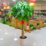 花财主大型盆栽绿萝发财树金钱树花卉绿植办公室内客厅盆景开业乔迁佳品