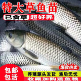 大草鱼苗淡水养殖半斤一斤20厘米活体皖鱼螺蛳青鱼苗可食用观赏冷水鱼小鱼苗特大草鱼鱼苗批发 优质草鱼苗 300条2-4厘米(加10%防损)