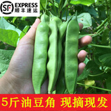 辰实【发顺丰】新鲜东北油豆角 九月青开锅烂蔬菜 应季现摘豆角 5斤 （优选）