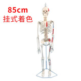 85CM人体骨骼模型骨架人体模型成人小白骷髅教学脊椎全身骷髅标本带脊柱神经带椎间盘 肌肉着色韧带 D款85挂式骨骼椎间盘肌肉着色