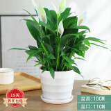 蝴蝶之舞红掌一帆风顺盆栽植物室内花卉好养土培大盆水养四季常青绿植 白掌【螺纹盆】 含盆