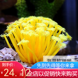 朴彩仿真水草水族箱鱼缸造景仿真水草生态装饰高仿真生态鱼缸装饰植物 海葵软珊瑚