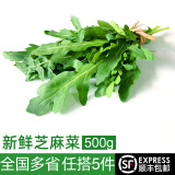 绿食者 芝麻菜500g 德国芥菜火箭菜 新鲜蔬菜西餐沙拉健康轻食食材