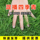 萌蕴（MengYun）进口草坪种子草籽四季常青免修剪护坡草种别墅耐庭院护坡耐寒耐旱 四季青草籽一斤