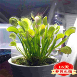 捕蝇草超大苗食人花盆栽苗食虫植物防蚊草多肉植物多肉绿植花卉 花市 捕蝇草 中苗4-6厘米 带盆栽好