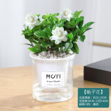 墨一栀子花盆栽 花卉植物室内绿植办公室早安盆美观室内好养源头直发