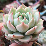 叹为观止多肉植物盆栽新手套餐肉肉植物办公室内迷你绿植花卉盆栽 红爪