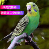 豪蚨虎皮鹦鹉说话小鸟活物观赏鸟宠物牡丹小太阳亲人玄风鹦鹉豪蚨 绿虎皮1只（公母备注）