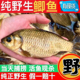 云映渔舟 微山湖野生大鲫鱼(净膛) 生态活鱼现杀淡水鱼生鲜孕产妇下奶炖汤 小号鲫鱼（每斤6-8条） 2斤（杀好损耗15％）