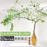 麦桑荷鲜切日本进口吊钟带叶枝条水培植物ins风极简室内客厅装饰绿植 进口吊钟50厘米1支