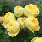 清韵伊人 月季花苗树苗四季开花特大花盆栽地载花苗庭院阳台爬藤 金丝雀【不爬藤】