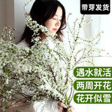 网红款鲜枝雪柳泡水开花水培冬季耐寒花卉干枝遇水开花绿植 干枝雪柳5枝赠5枝共发10枝《80cm 不带花瓶