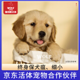 京狼图腾双血统级 金毛幼犬 活体宠物狗狗活体赛级纯种金毛犬 中型犬 血统级 1