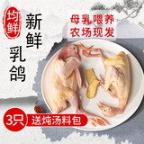均鲜新鲜原粮乳鸽生鲜鸽子现杀农家非老鸽肉烧烤清蒸孕妇产妇月子煲汤 990g 左右3只母乳乳鸽