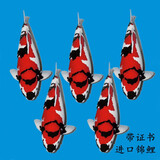 古介日本进口纯种大日阪井锦鲤桃太郎观赏鱼精品好运锦鲤鱼冷水鱼锦鲤 昭和一条（进口带证书） 15-20厘米