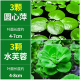 疯狂水草浮萍水草小型鱼缸造景鱼缸景观水生植物圆心萍水芙蓉源头直发包邮