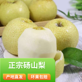 正宗安徽砀山酥梨 砀山梨  酥梨止咳润喉 梨子水果 [5斤]单果250g以上