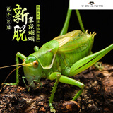【速发】蝈蝈活新脱鸣虫冬蝈蝈超大活体大肚子叫蝈蝈铁蝈蝈绿蝈蝈笼子 翡翠蝈蝈一只