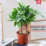 韵沃（YUN WO）发财树盆栽大棵绿植花卉室内客厅大型辫子发财树三杆发财植物花卉 3杆桌面盆栽 苗+白色塑料螺纹花盆