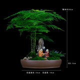 瀚林怡景（HANLINYIJING）文竹盆栽山水盆景植物室内客厅桌面办公室绿植花卉云竹四季常青 文竹-紫砂盆-老翁