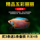 CRAZY PLANT曼龙鱼活体观赏鱼活体热带好养耐活淡水冷水招财风水水族小金鱼苗 店长推荐~精品五彩丽丽2-3cm 3+1