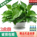 樱霞【顺丰上门】绿萝盆栽室内植物绿植水培长藤垂吊大叶绿箩阳台家用 18O#原盆托盘绿萝2盆+液4
