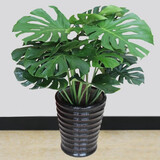 御春阁 室内客厅办公室大型盆栽绿植花卉盆景 龟背竹 室内绿色盆栽花卉