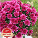 种花迷菊花盆栽植物开花大菊花带花苞乒乓菊长寿花盆栽植花卉 龙爪菊（ 红色千头菊（苗5棵）