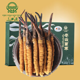 三江源冬虫夏草4根/g 5g20根礼盒装虫草 青海玉树野生冬虫夏草玉树虫草
