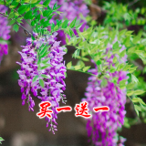 周大闯紫藤（两棵装）盆栽爬藤花园开花植物凌霄驱蚊苗木庭院阳台爬山虎 花藤4岁苗还可以1.5厘米粗