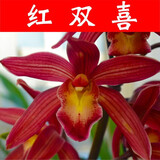 劉閣蘭花超香建兰四季兰当年开花壮苗满屋飘香室内四季常青花卉盆栽草 5苗连体【红双喜】